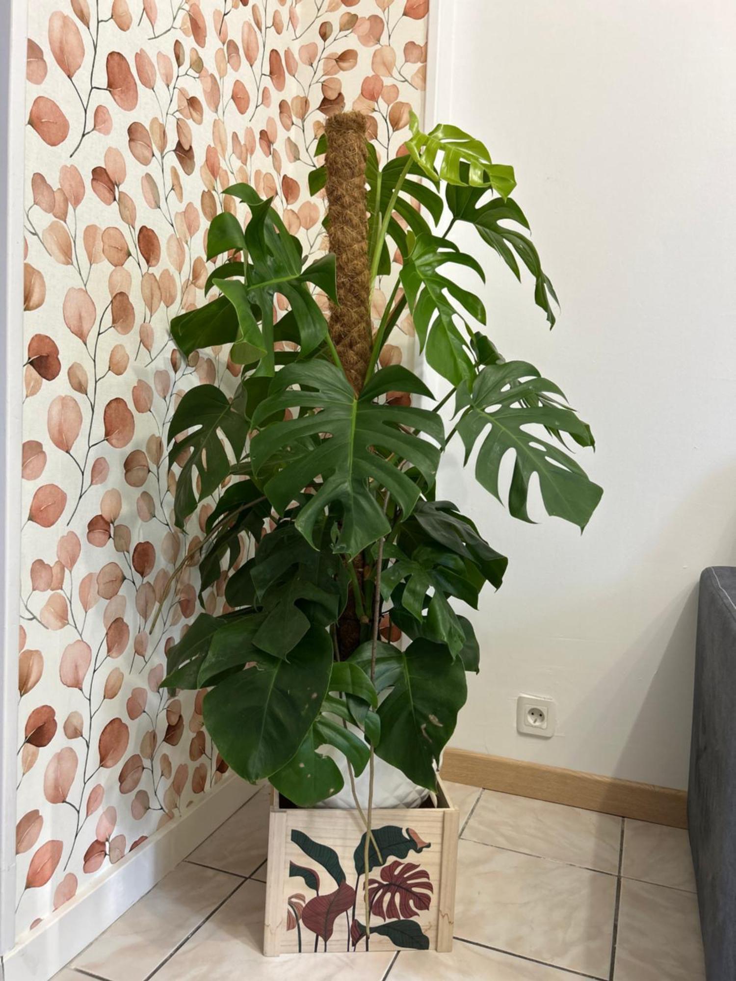Home Lyla ديجون المظهر الخارجي الصورة